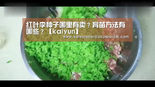 红叶李种子哪里有卖?育苗方法有哪些?【kaiyun】(图1) 开云在线登入