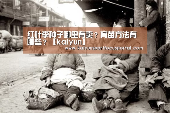 红叶李种子哪里有卖?育苗方法有哪些?【kaiyun】(图4) 开云官网