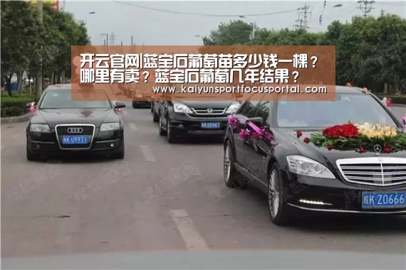 开云官网|蓝宝石葡萄苗多少钱一棵?哪里有卖?蓝宝石葡萄几年结果?(图2) 开云官方登录